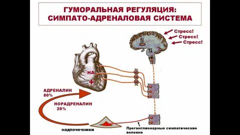 Стресс лимитирующая система работает по принципу
