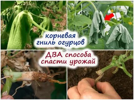 Корневая гниль у огурцов