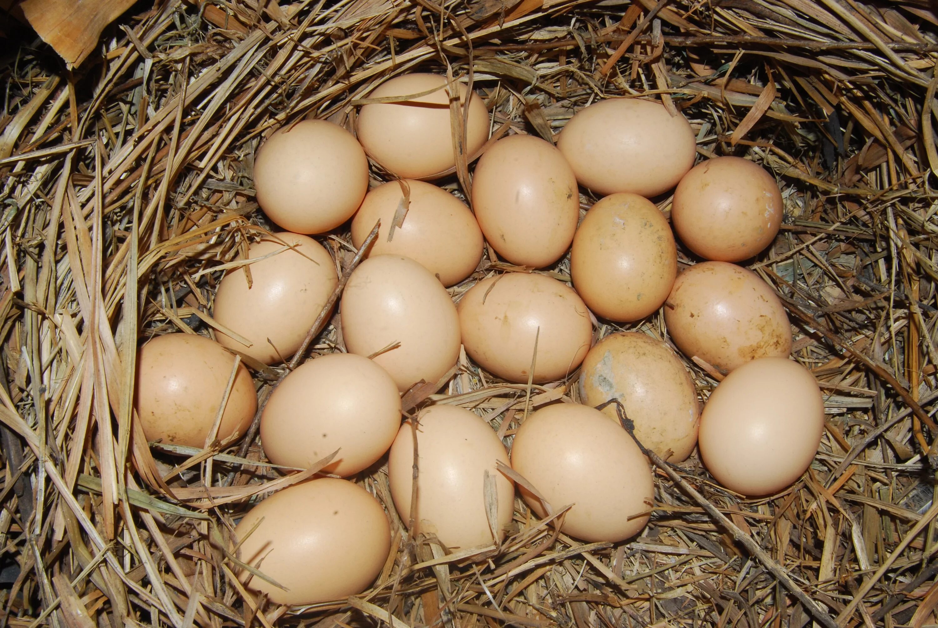 К чему снится собирать много куриных яиц. Домашние яйца. Яйцо куриное. Яйцо домашнее куриное. Курица с яйцами.