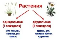 Декоративный лук однодольное или двудольное