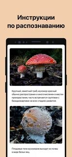 Приложение распознающее грибы