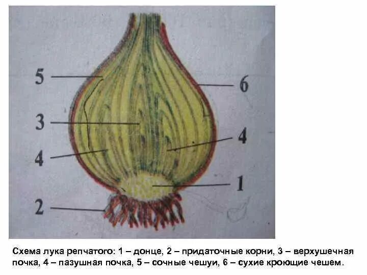 Сухие чешуйчатые листья. Луковица Донце верхушечная почка корни.