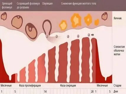 Кт во время месячных можно