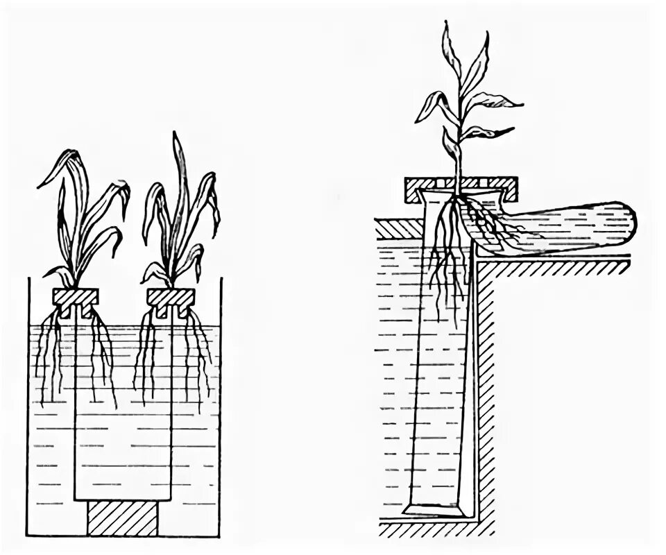 Изолированное питание. Метод изолированного питания. Метод изолированного питания растений. Метод изолированного питания схема. Метод изолированного питания растений картинки.