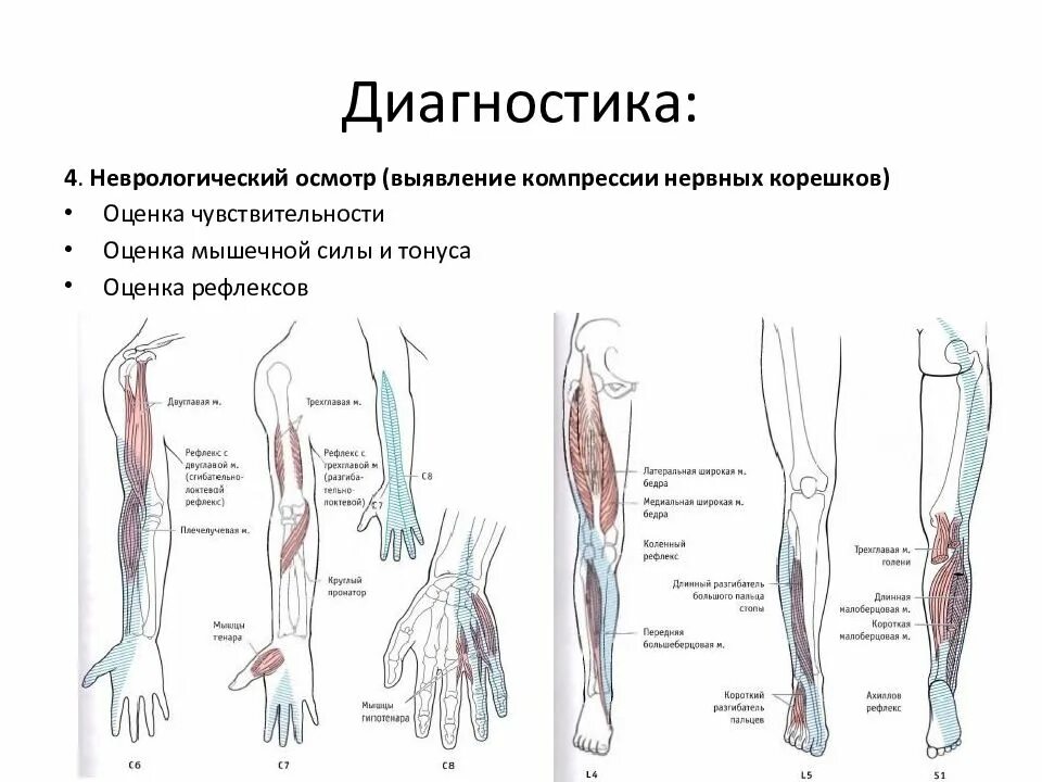 Другая дорсалгия. Неврологический осмотр презентация. Диагностика неврологий осмотр. Оценка мышечной силы неврологический осмотр. Осмотр невролога чувствительность.