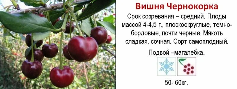 Вишня сорт Чернокорка. Вишня Чернокорка дерево. Черекорнокорка вишня описание. Самоплодные сорта вишни.