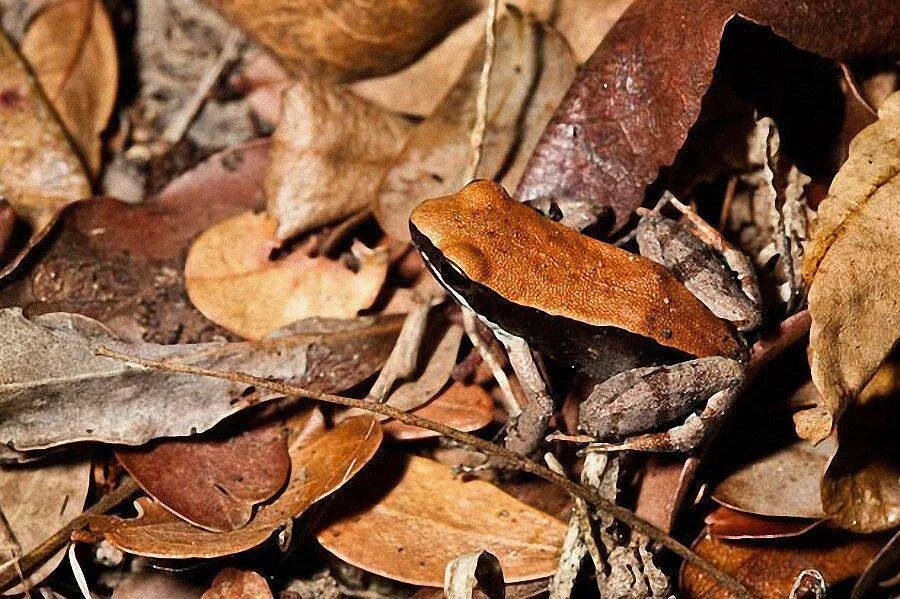 Животные маскируются в природе. Хамелеон покровительственная окраска. Маскировка животных. Покровительственная окраска лягушки. Маскировка животных мимикрия.