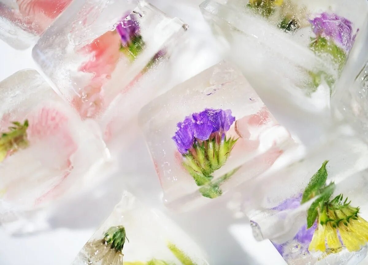Можно ли заморозить цветы. Лед с цветами. Цветы во льду. Цветочные кубики льда. Кубики льда с цветами.