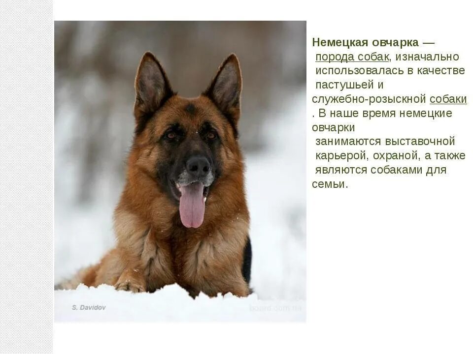 Овчарка. - Иттер ішінде Жамбылская область - OLX.kz