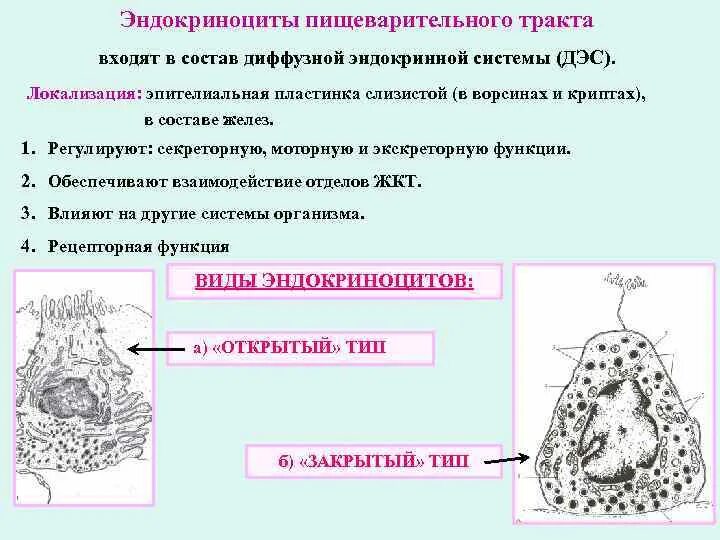 Эндокриноциты строение гистология. Желудочно-кишечные эндокриноциты гистология. Аппарат синтеза секреторных эпителиоцитов и эндокриноцитов. Эндокриноциты это гистология. Группы железистых клеток