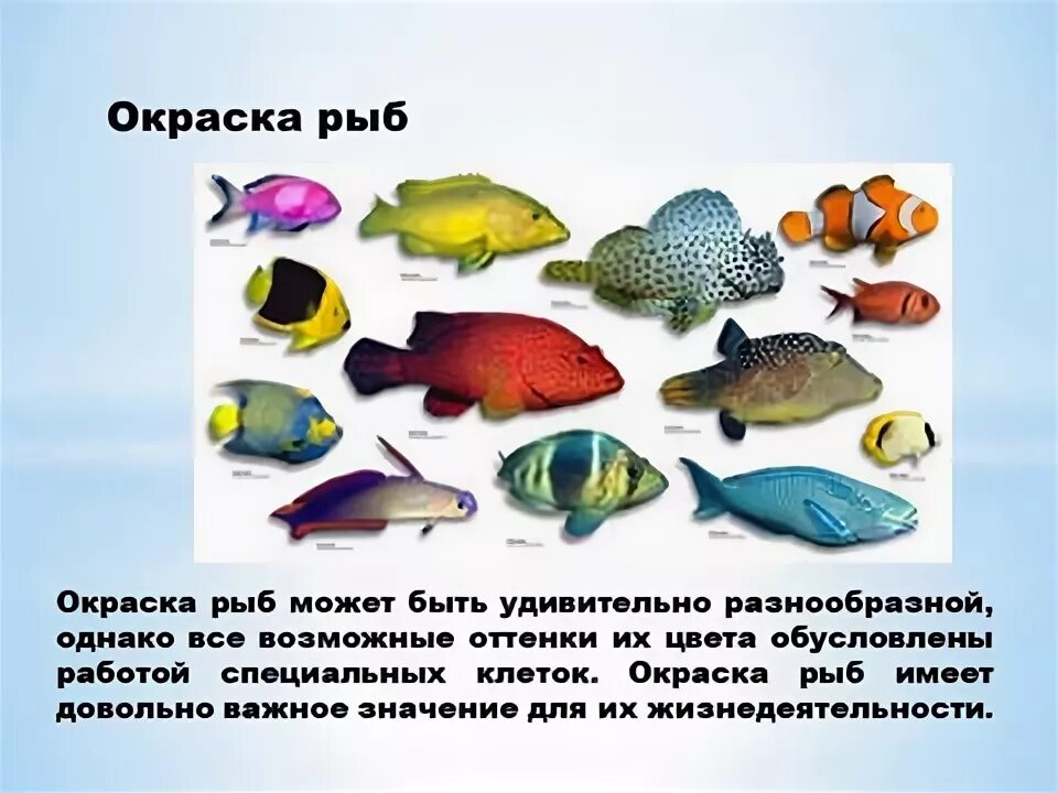 От чего зависит окрас рыбы. Тип окраски рыб. Окраска рыб в связи с их образом жизни. Приспособление рыб окрас. Какую окраску имеют рыбы