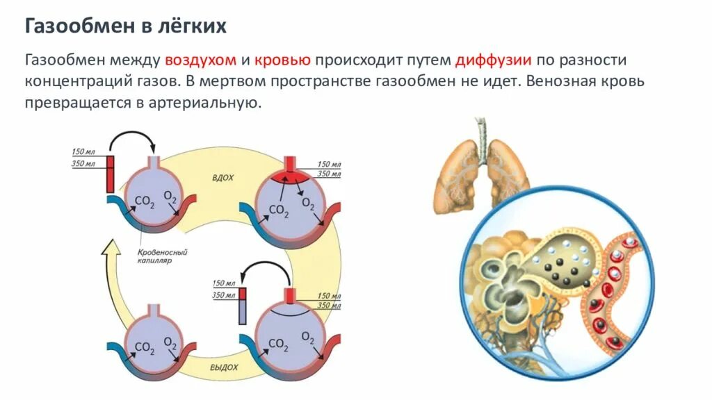 Механизм обмена газов в легких. Схема реакций газообмена в легких и тканях. Схема процесса газообмена. Процесс газообмена кратко. Обмен газов между легкими