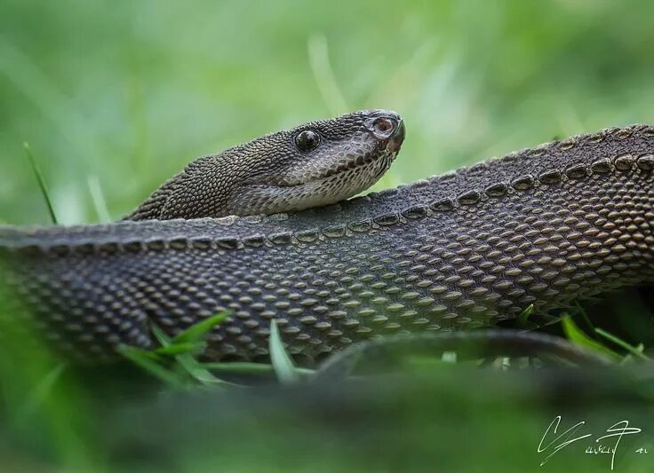 Is there a snake. Xenodermus javanicus. ксенодерм яванский xenodermus javanicus. яванский ксенодерм. маленький йормунганд. snake dragon.