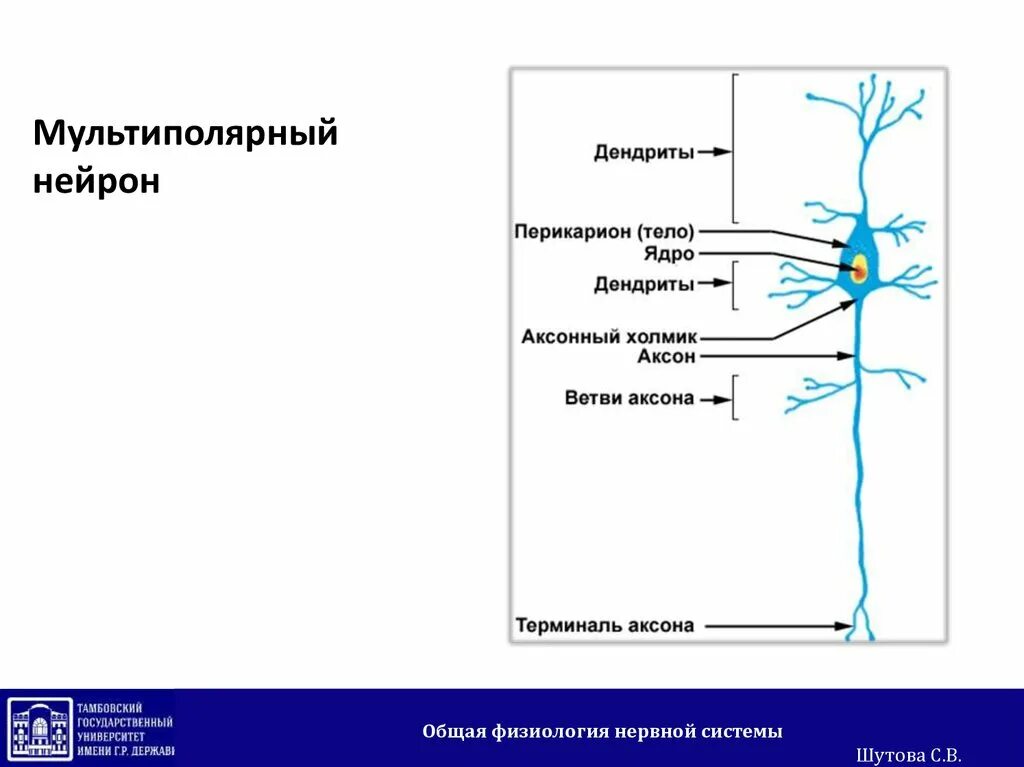 Включает несколько слоев нейронов. Строение мультиполярного нейрона. Схема строения мультиполярного нейрона. Мальтиполярный нерв строение. Нервная ткань мультиполярный биполярный.