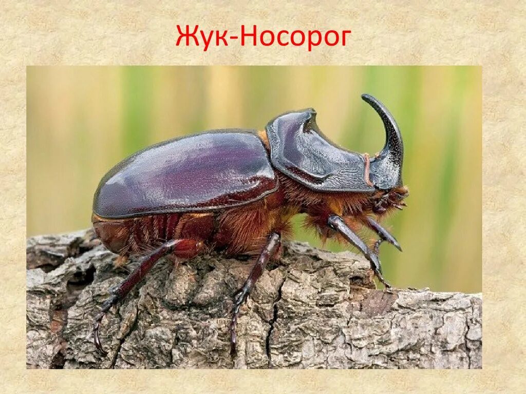 Жук носорог тип. Жук носорог. жук жук носорог. жук носорог жук носорог. жук носорог виды.
