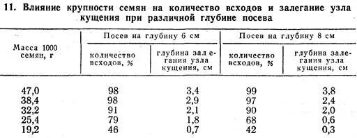 Глубина посева пшеницы. Глубина заделки семян озимой пшеницы. Глубина заделки семян пшеницы. Посев зерновых глубина заделки семян. Таблица заделки семян озимой пшеницы.