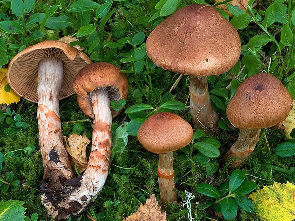Паутинник гриб съедобный описание. Паутинник сизо-голубой. Паутинник гриб съедобный описание. Паутинник гриб паутинник. Паутинник гриб съедобный описание.
