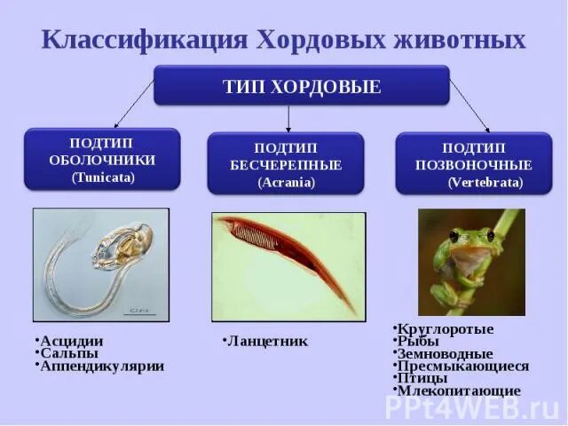 Позвоночные относятся к типу хордовые. Характеристика типа Хордовые. Тип Хордовые классификация. Подтипы хордовых. Признаки хордовых животных.