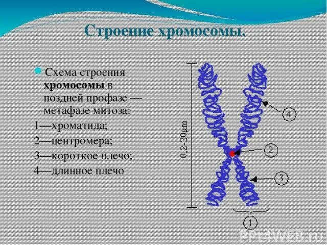 Строение хромосомы. Схема строения хромосомы. Схематическое строение хромосомы. Уровни организации хромосом.