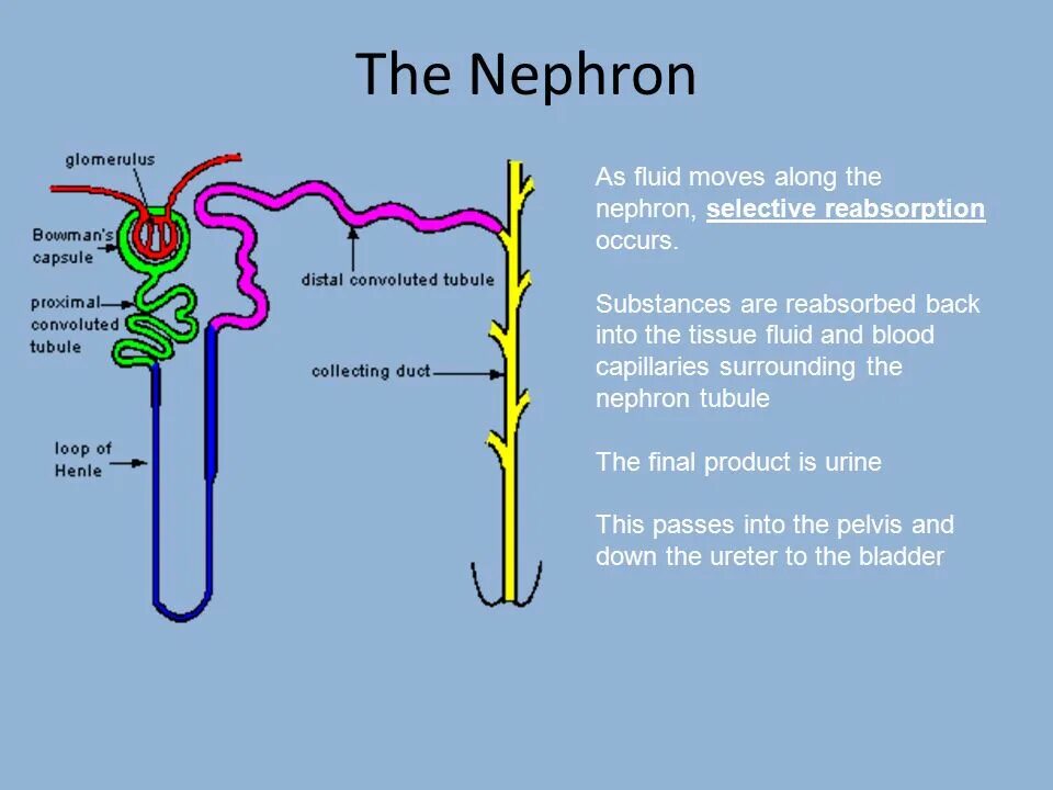 Nephron. Реабсорбция в нефроне. Строение нефрона. Nephron function. Нефрон ультрафильтрация