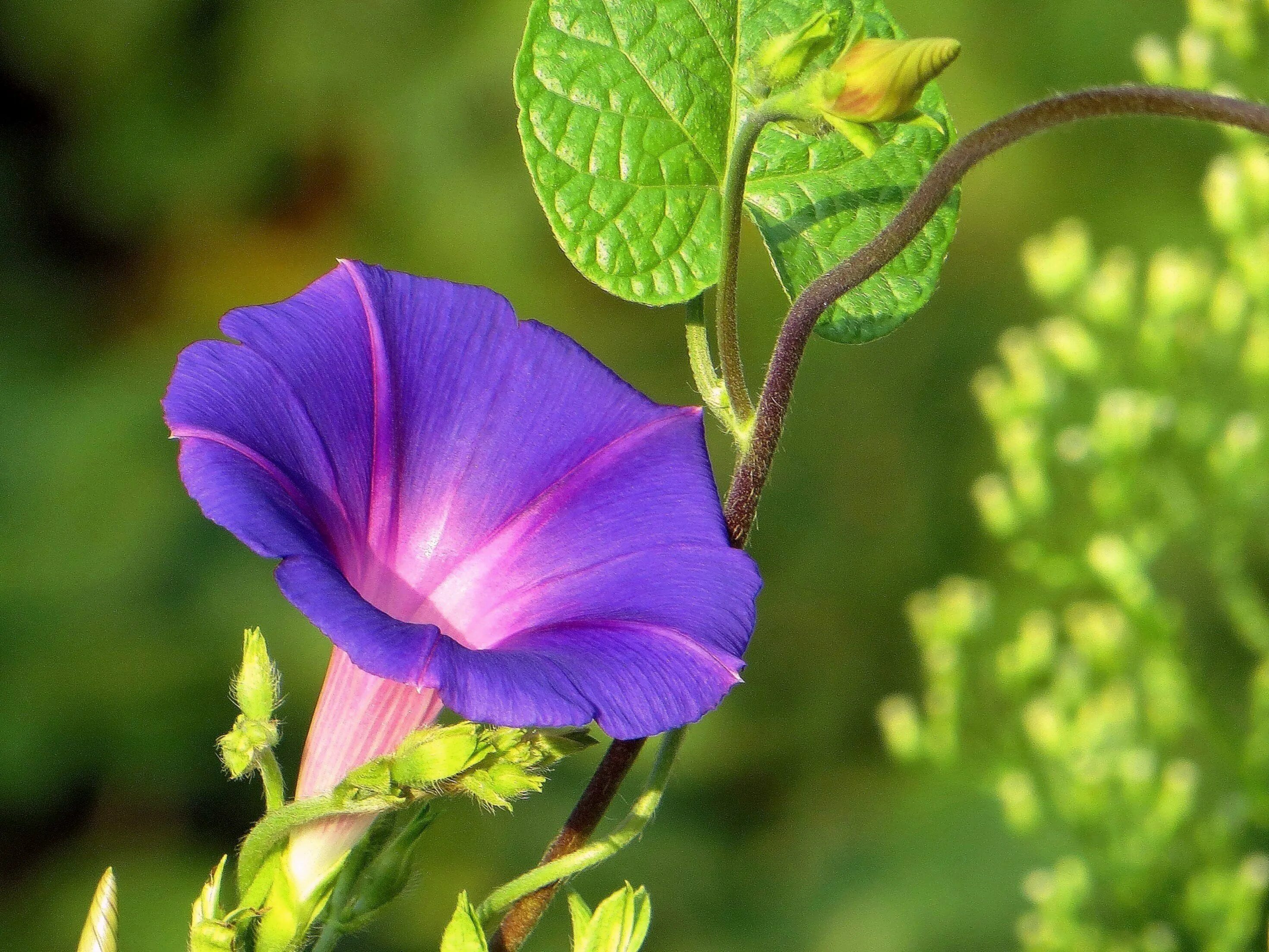 Вьюнок луговой. Ипомея шантеклер. Ипомея вьюнок. Вьюн ипомея. Как выглядит вьюнок.
