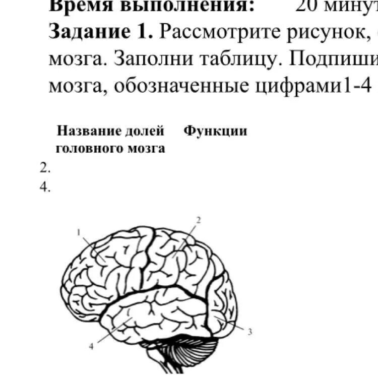 Рассмотрите рисунок с изображением мозга человека. Доли коры и их функции таблица. Строение головного мозга доли. Функции долей мозга таблица. Строение мозга по долям.