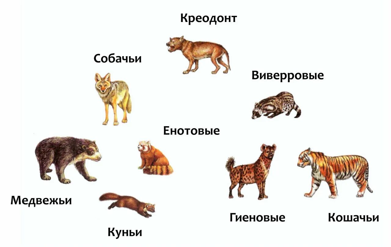 К ним относятся три примера животных. Млекопитающие представители. Позвоночные животные. Отряды млекопитающих схема. К ним относятся три примера животных.