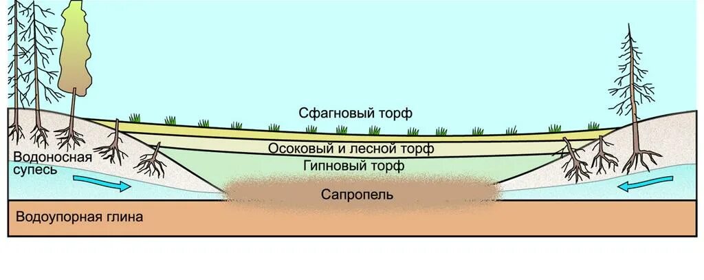 Строение болота. Рис 89 Низинное болото. Болота рисунок низинные и верховые. Болота верховые и низинные схема. Строение низинного болота.