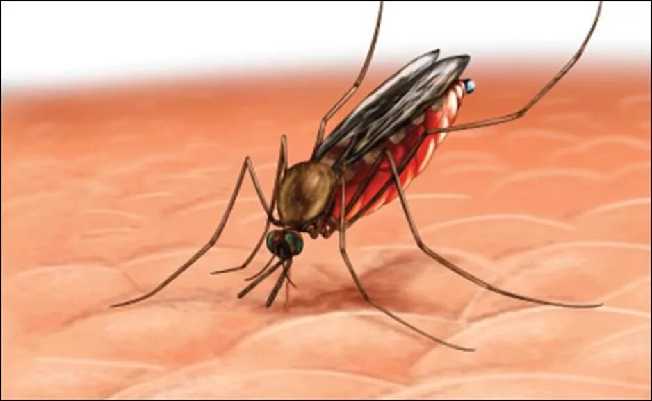 Укус малярии. Малярийный комар большой комар. Малярийный комаркомар Пискун. Малярийный комар опасен.