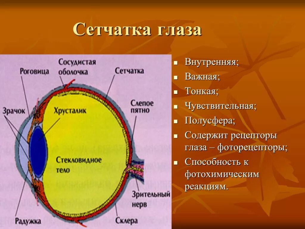 Функции сетчатки глазного яблока. Части сетчатки глазного яблока. Сетчатка глаза строение и функции. Внутренняя оболочка сетчатка строение. Отслойка сетчатки строение глаза.