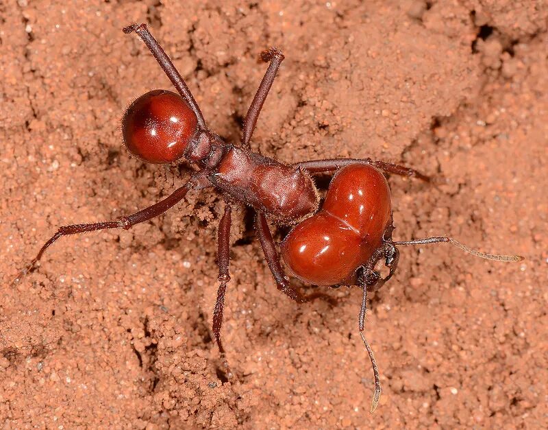 Название армейского муравья. Муравей листорез матка. Муравьи атта Муравейник. Эцитоны Бурчелли.