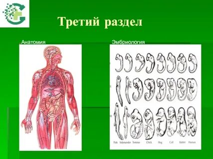 Разделы анатомии человека