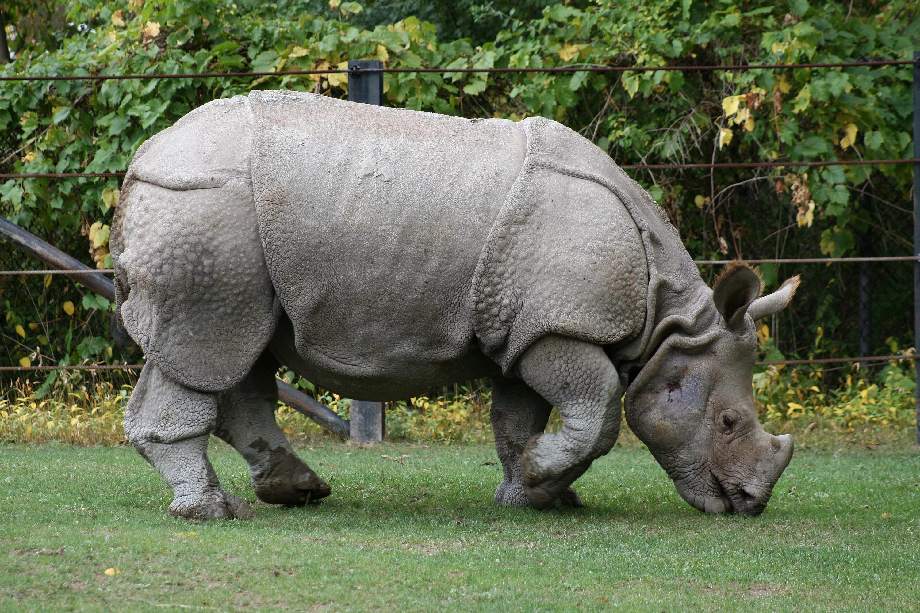 Animals member. Инди́йский носоро́г[1] (лат. Rhinoceros unicornis). Индийский и яванский носорог. Непарнокопытные индийский носорог. Носорог яванский Индонезия.