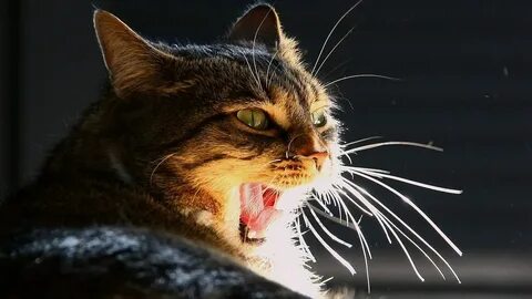 Обои на пк коты