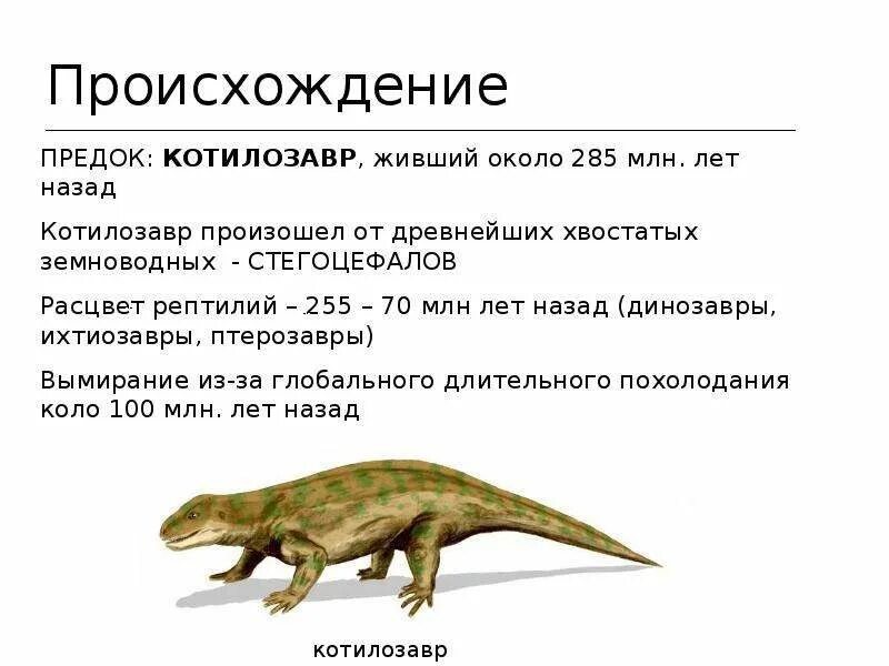 Котилозавр признаки рептилий. Пресмыкающиеся произошли. Расцвет пресмыкающихся произошел в. Котилозавры предки.
