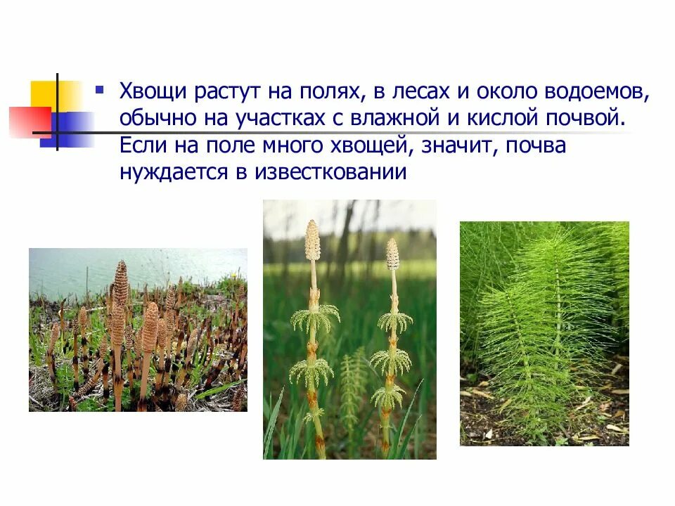 Каково значение хвощей в жизни человека