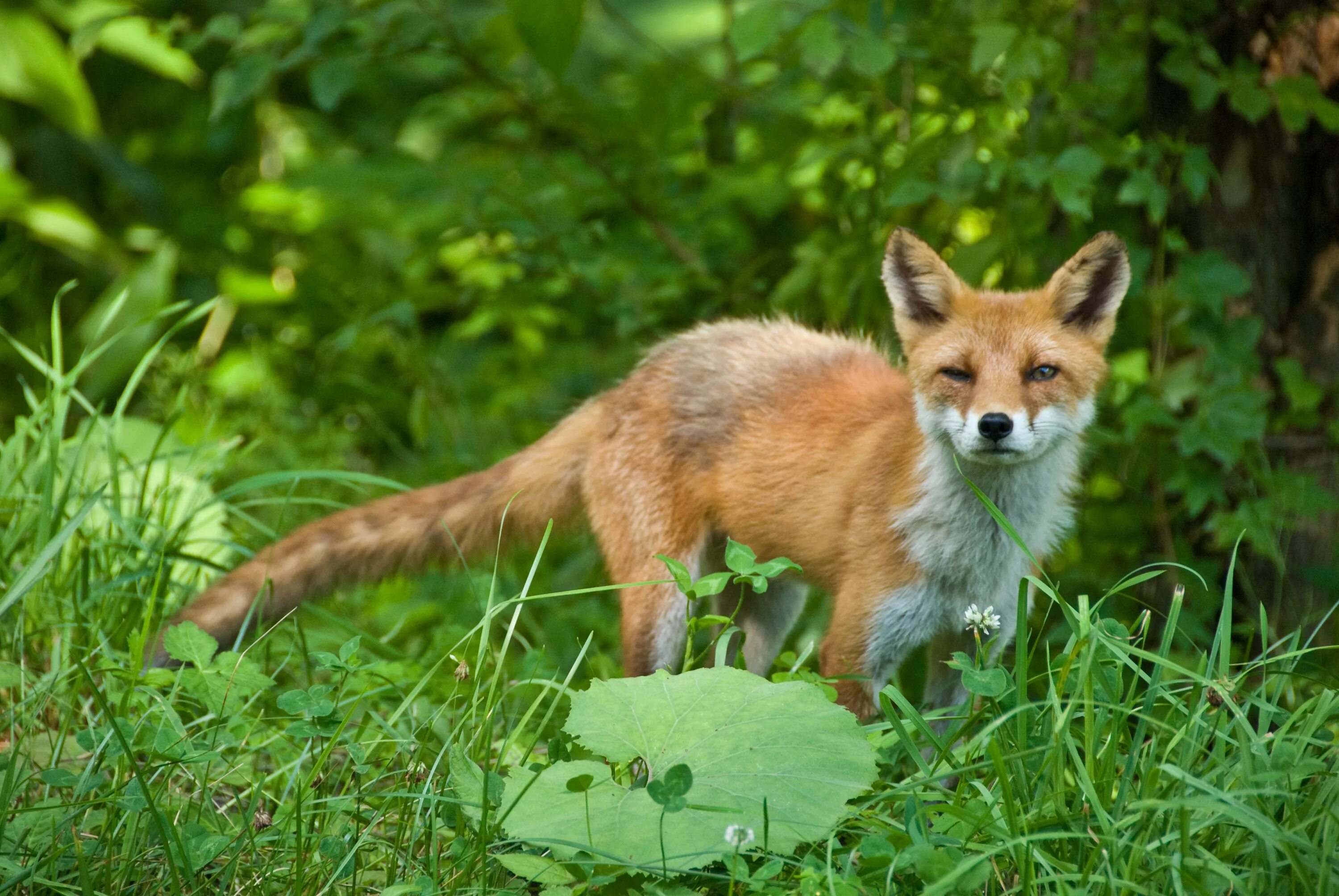 Лисица (Vulpes Vulpes). Лисица Хоккайдо. Русская лиса. Русые лисы.