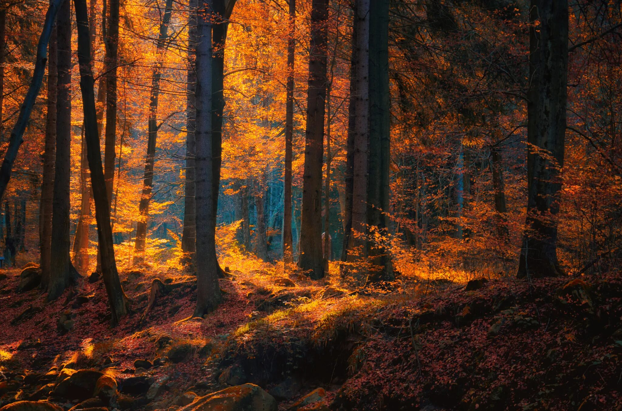 Fall forest
