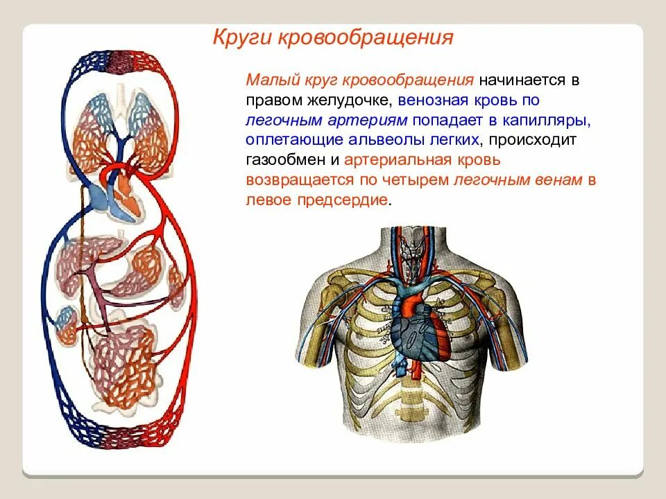 Малый круг кровообращения начинается аортой. Большой круг кровообращения. Круг кровообращения начинается. Большой круг кровообращ. Кровь поступает в легкие по сосудам