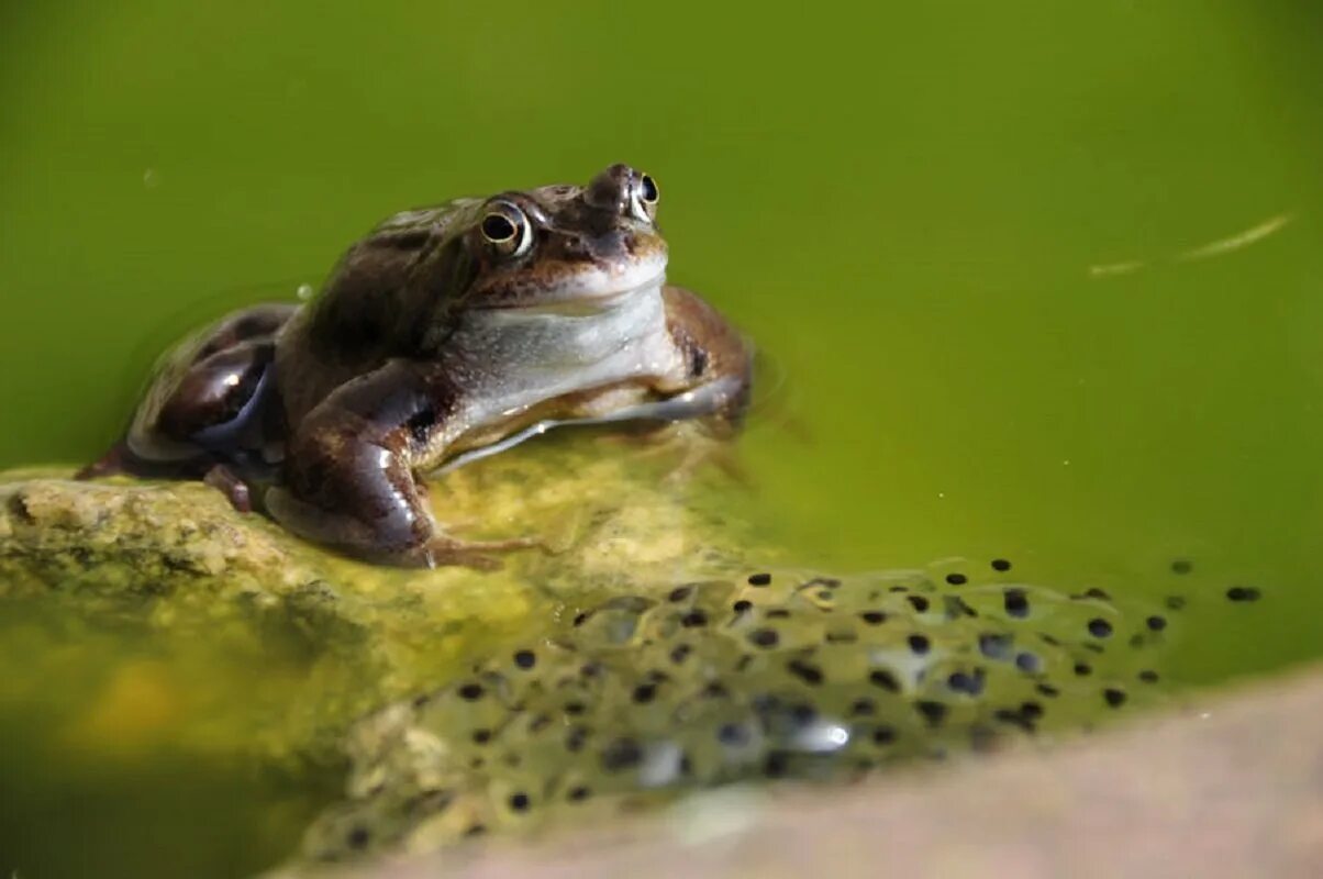 Лягушка размножается на суше. Головастик Озерной лягушки. Головастик травяной лягушки. Головастики квакши обыкновенной. Озерная Прудовая травяная остромордая лягушка.