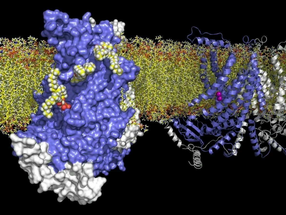 Биофизик 2. Viscoelasticity Biophysics. The structure of Collagenase. Биофизика картинки для оформления. GST Protein 3d structure.