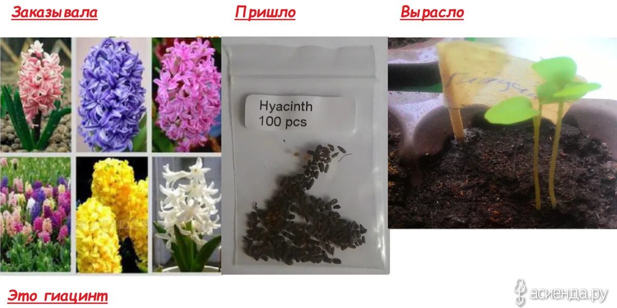 Как размножается цветок гиацинт. Как размножается цветок гиацинт