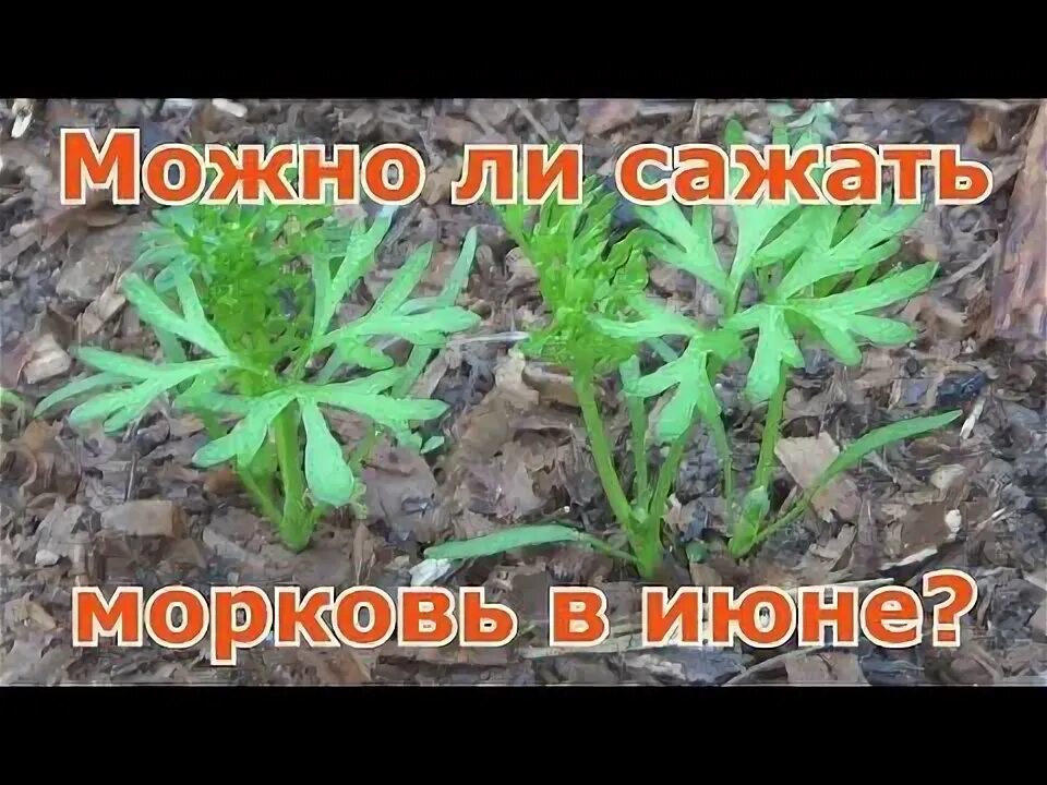 Посадить морковь в июне. Посадка моркови в июне. посадка моркови чтобы быстро взошла. морковь посадка хитрости. чтобы морковь быстрее взошла.