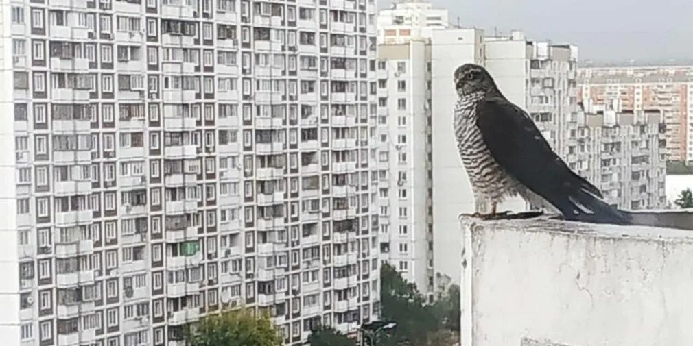 Почему некоторые ястребы гнездятся в городах