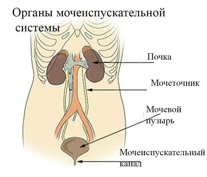 Мочеточник отходит от. Мочевой пузырь анатомия расположение. Мочевыделительной системы мочевой пузырь. Мочевой пузырь и мочеиспускательный канал анатомия. Мочеточники мочевой пузырь мочеиспускательный канал.