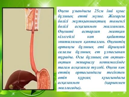 Пизда ішіндегі кончил