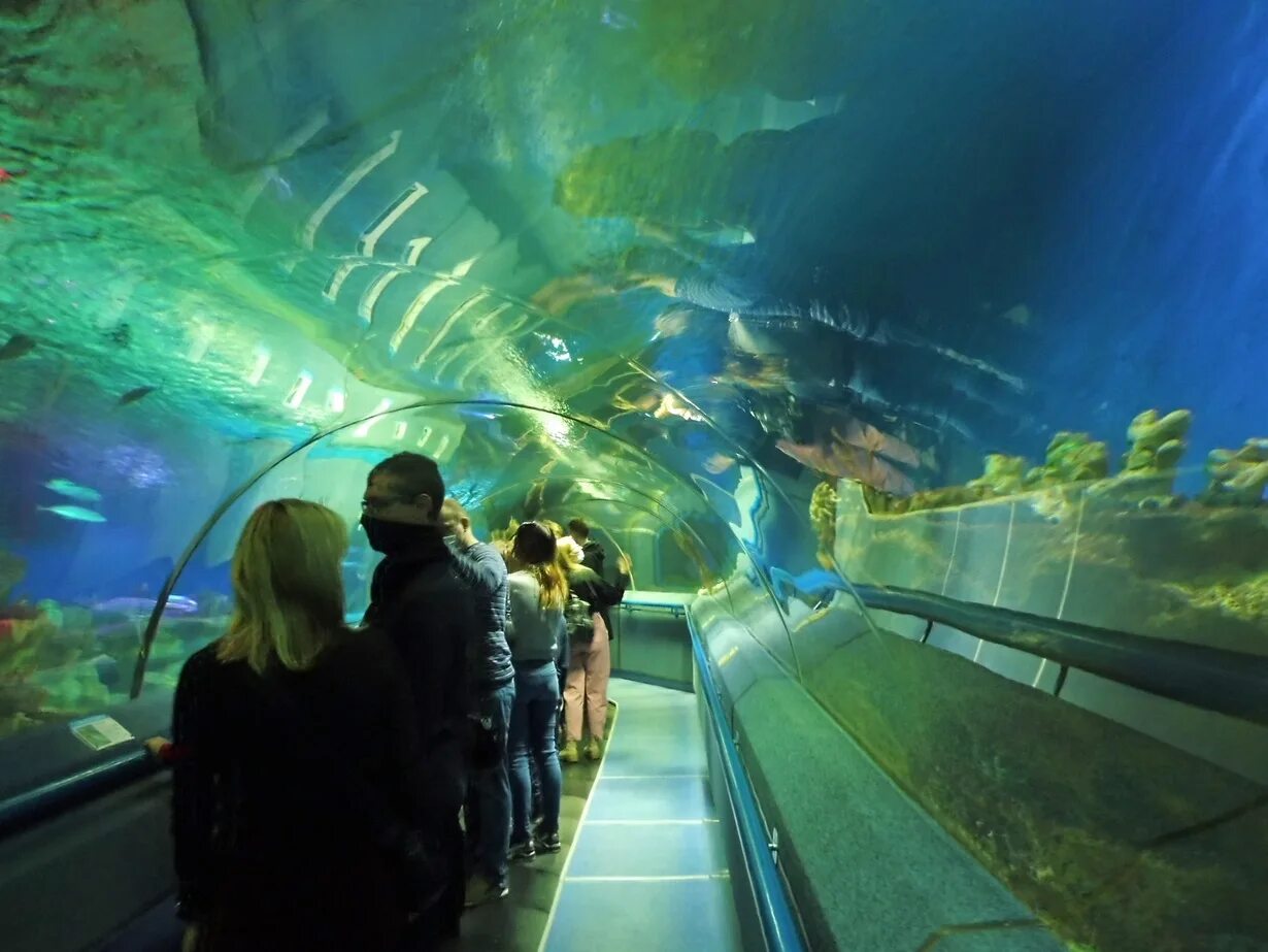 Shark Reef Aquarium - Mandalay Bay - YouTube