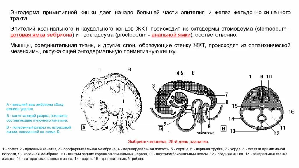Из энтодермы развиваются эпителии