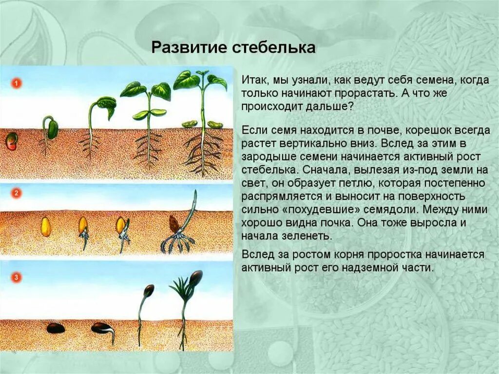 Фазы прорастания семян биология 6 класс. Порядок фаз прорастания семян. Схема прорастания семян 6 класс. Подсолнечник прорастание семян биология. Прорастание семян 6 класс биология пасечник