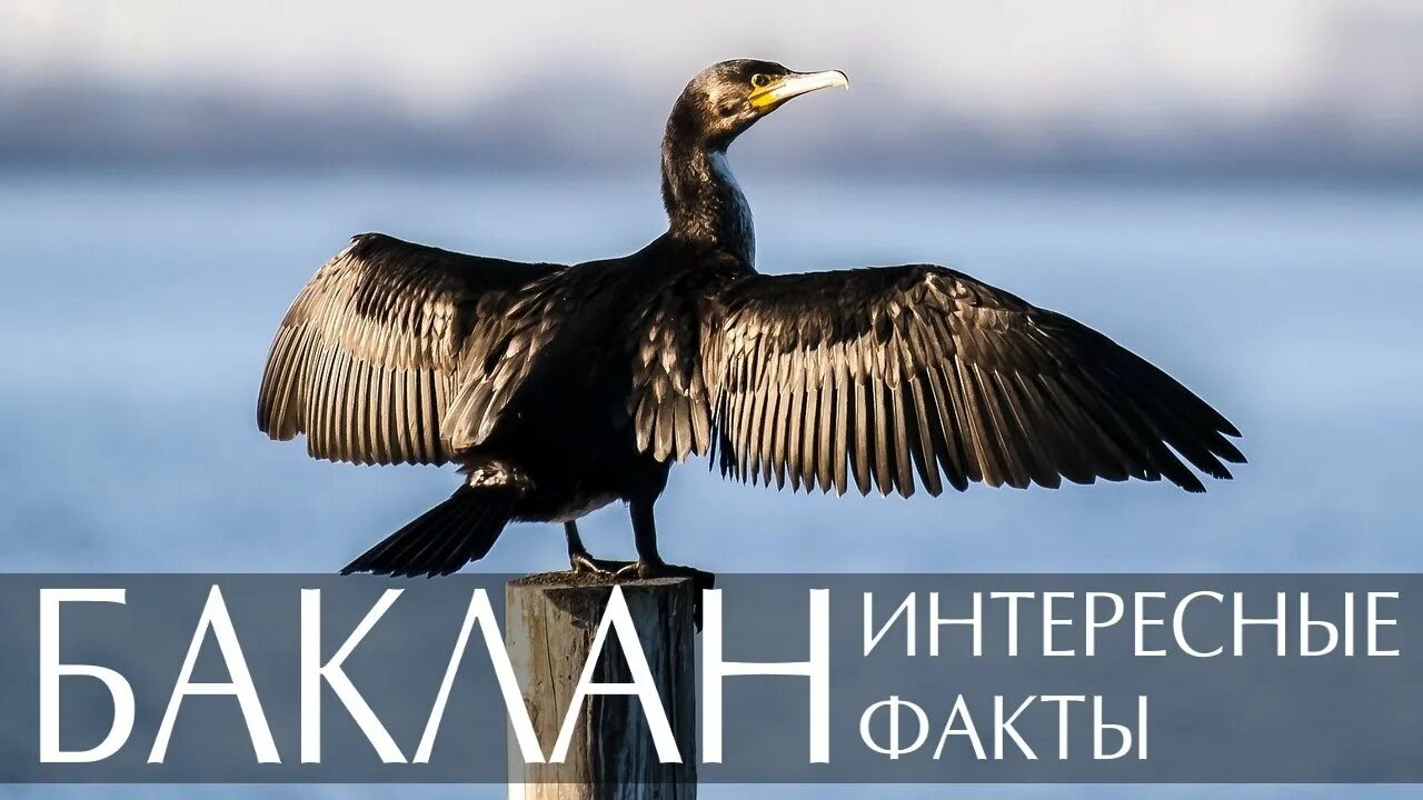 Описание бакланов. Информация о бакланах. Капский баклан. Информация о бакланах. Интересные факты о бакланах.